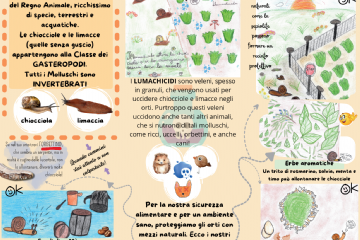 &quot;Chiocciolandia&quot; -Il valore dei piccoli esseri