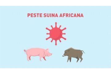 PSA - Peste Suina Africana